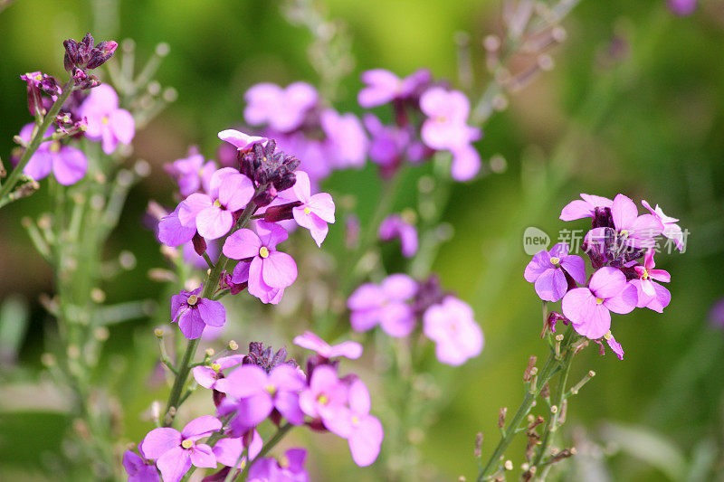 图像紫色的Erysimum 'Bowles'的淡紫色花，草本花园边界